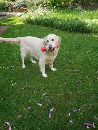 Ben im Garten